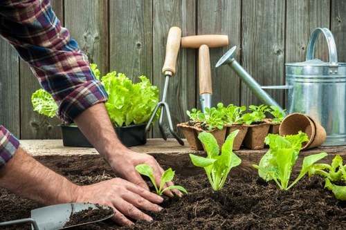 Soft landscaping work in a Bow garden with fresh planting and lawn preparation